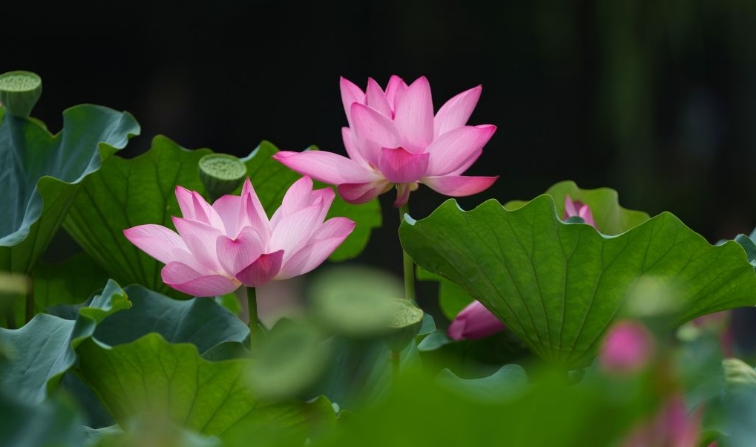 北京：夏日荷花开
