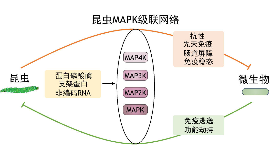 我国科学家破解昆虫与微生物“攻防密码”