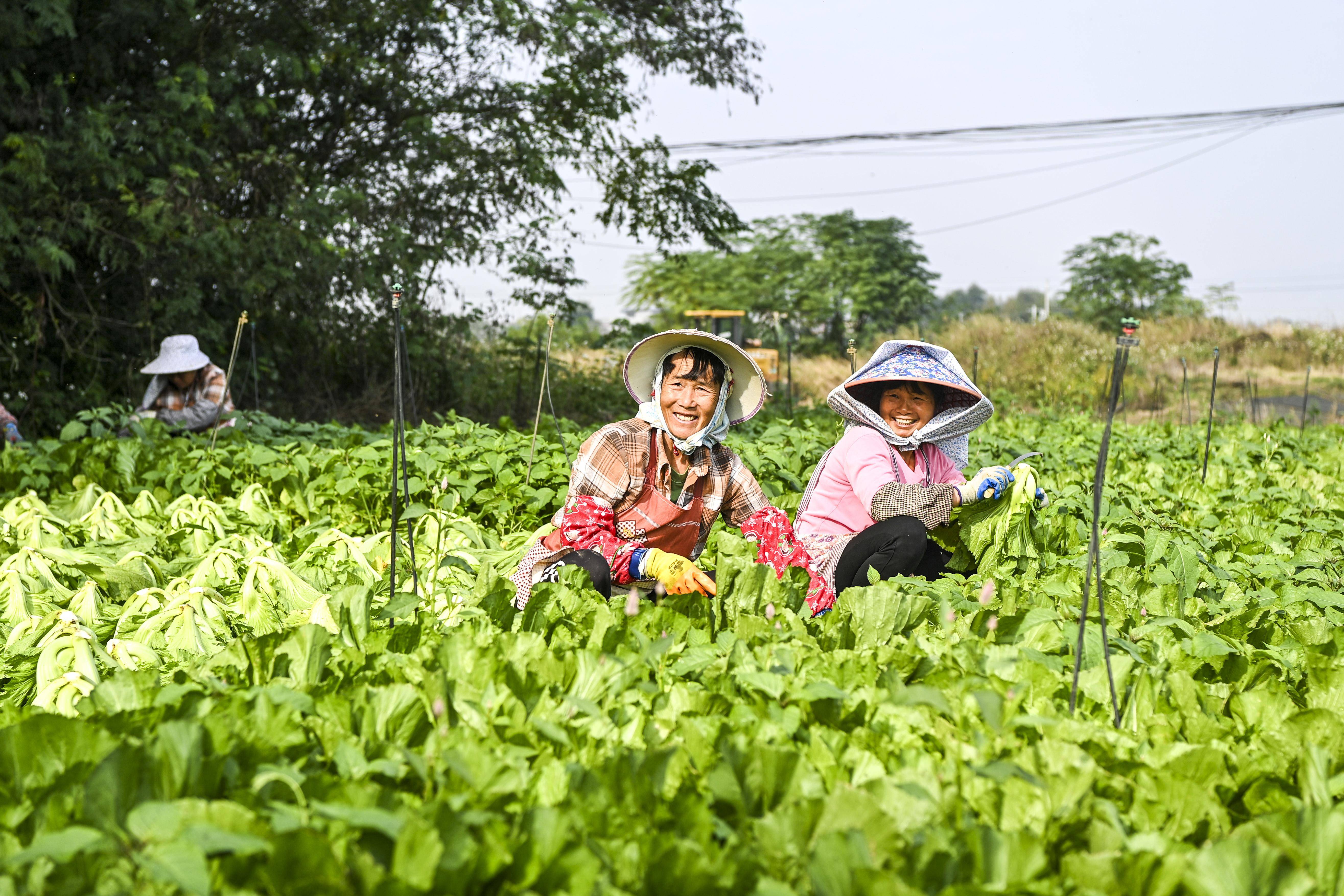 委员圆桌・“十五五”兴农|完善联农带农长效机制 激活乡村产业内生造血动能