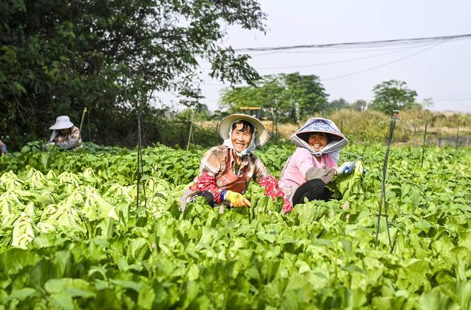 委员圆桌・“十五五”兴农|完善联农带农长效机制 激活乡村产业内生造血动能