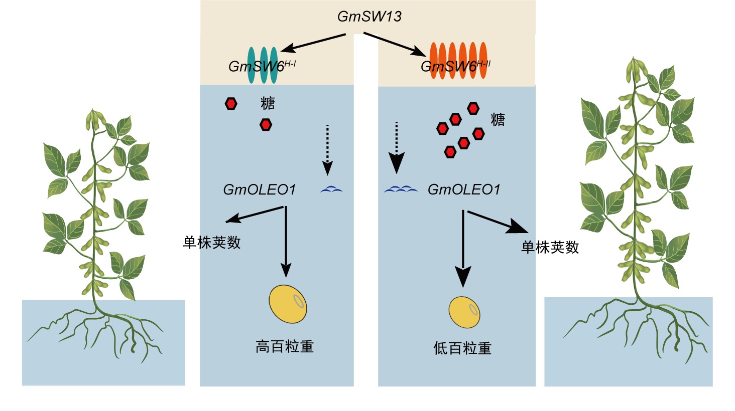 解锁大豆增产提质新密码！科学家找到调控粒重关键基因