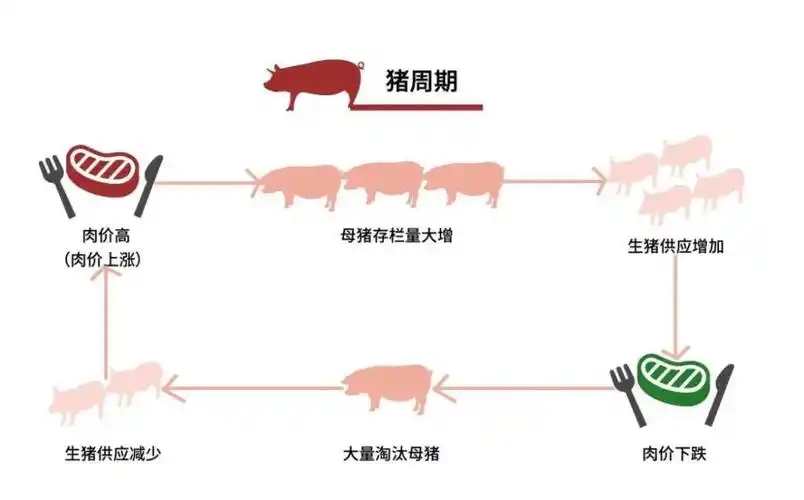 乡村视点|中央政治局会议两次关注，生猪产业释放什么信号?