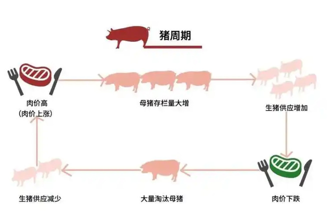 乡村视点|中央政治局会议两次关注，生猪产业释放什么信号?