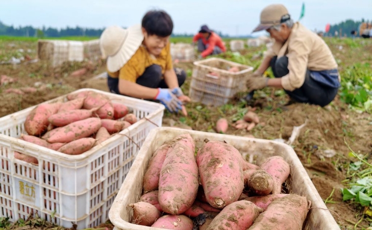 河北卢龙：鲜食甘薯收获忙