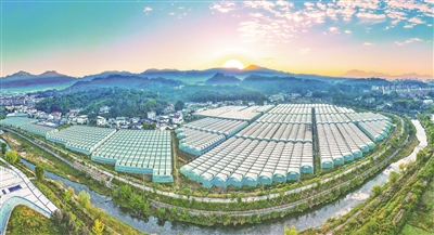 秋染田畴添秀色 智慧大棚绘新景
