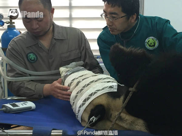 大熊猫人工采精被直播 网友:熊猫心里很崩溃