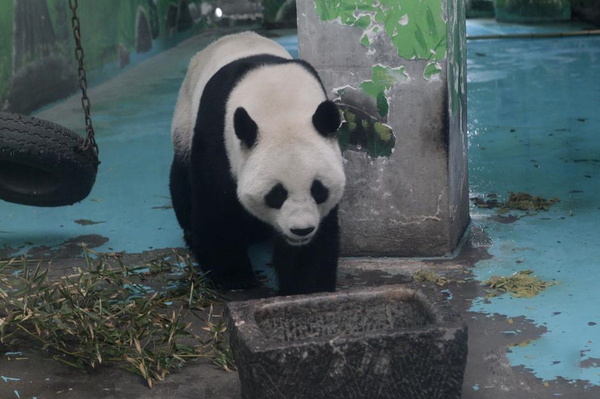 郑州动物园熊猫“龙昇”将被收回3