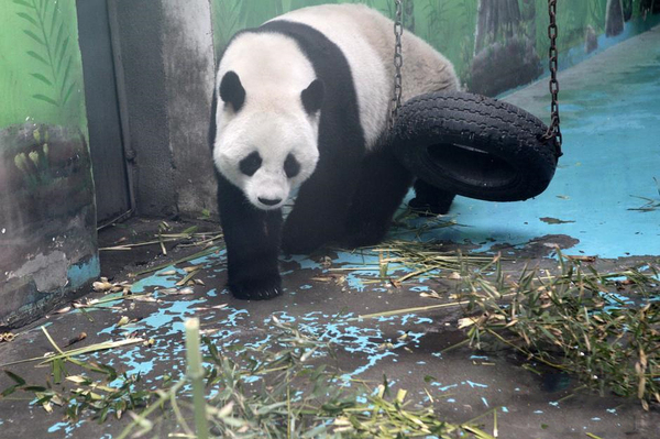 郑州动物园熊猫“龙昇”将被收回2