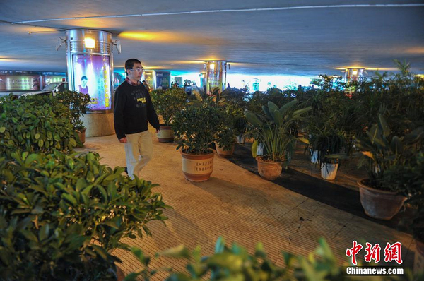 城管摆数百盆植物“大战”占道经营小贩3