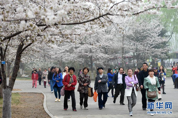 北京玉渊潭早樱进入最佳观赏期-3