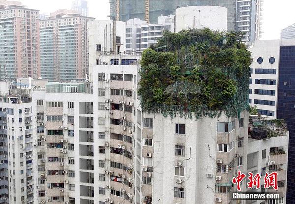 广州一小区楼顶建“原始森林”掩护加盖2