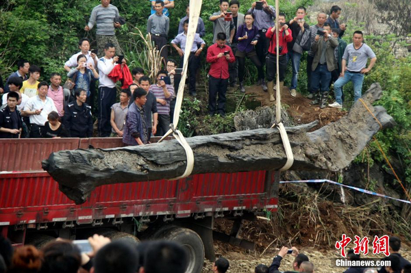 千年乌木重见天日-树龄在4000年以上5