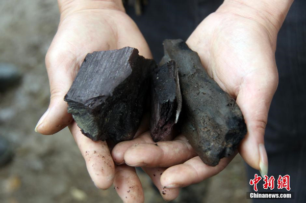 千年乌木重见天日-树龄在4000年以上3