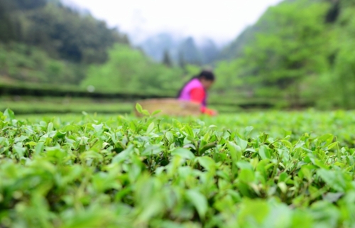 　　4月27日，柳溪村的村民在村内的茶园采茶。