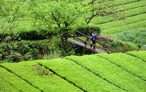 　　4月27日，一名男孩走在麻柳溪村的木桥上。