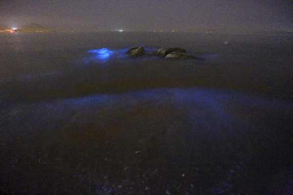 大连出现“荧光海”3