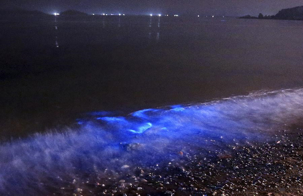 大连出现“荧光海”2