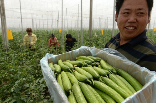 5月13日，在河北花香畦生态农业科技有限公司有机蔬菜农场双膜温室大棚内，工作人员在采摘有机黄瓜。