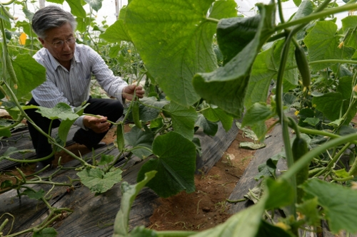 5月13日，在河北花香畦生态农业科技有限公司有机蔬菜农场双膜温室大棚内，河北省农协有机专业委员会专家在检查有机黄瓜长势。
