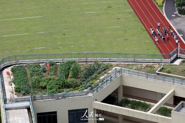 杭州一小学现空中菜园-让学生亲近自然-5