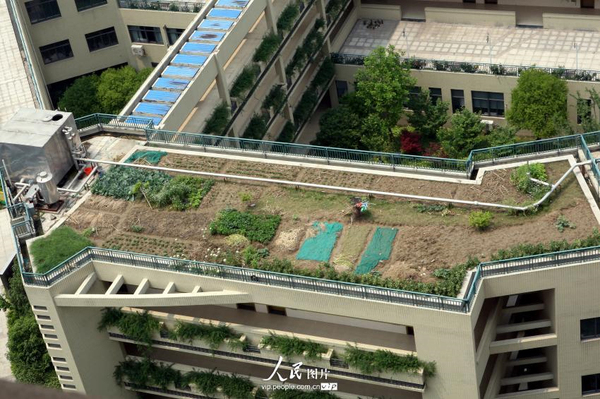 杭州一小学现空中菜园-让学生亲近自然-3