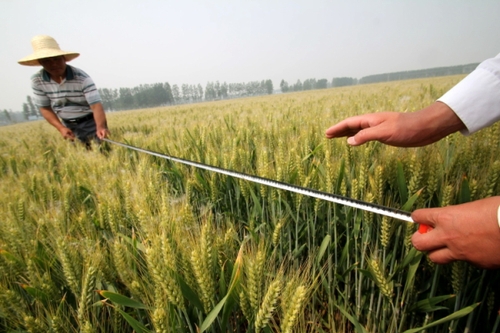 5月20日,种粮大户朱兴剑在农技人员的指导帮助下进行小麦田间估产。 5月20日,种粮大户朱兴剑在农技人员的指导帮助下进行小麦田间估产。