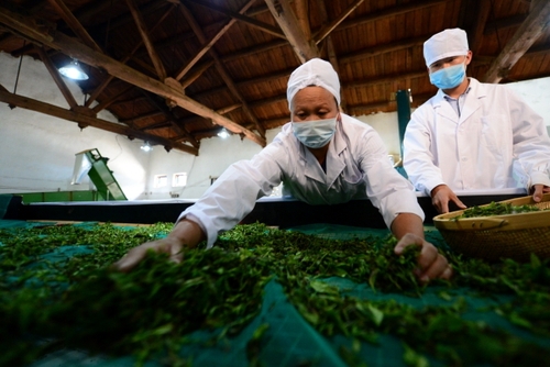 5月24日，在甘肃省陇南市武都区裕河乡的一家茶叶企业内，工人在红茶加工生产线上工作。