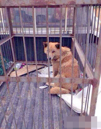 杭州犬类收容所人员当着狗妈妈摔死7只小狗-2