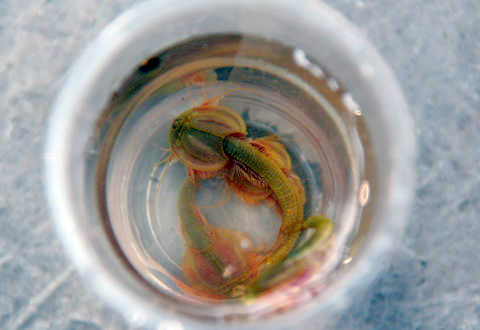 四川汶川地震后出现半虾半鱼奇丑生物(图)2