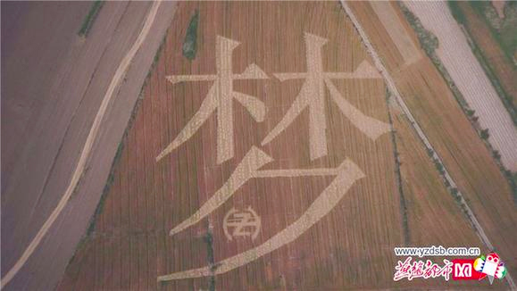 泊头青年卫星定位-28亩麦地打造麦田画“中国梦”4