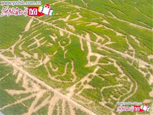 泊头青年卫星定位-28亩麦地打造麦田画“中国梦”2