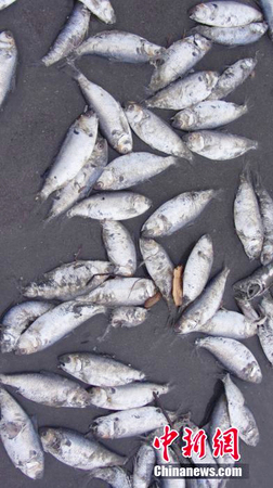 大量死鱼涌上广西白浪滩-鱼身破损疑遭电炸4