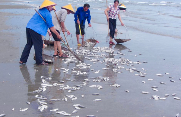 大量死鱼涌上广西白浪滩-鱼身破损疑遭电炸2