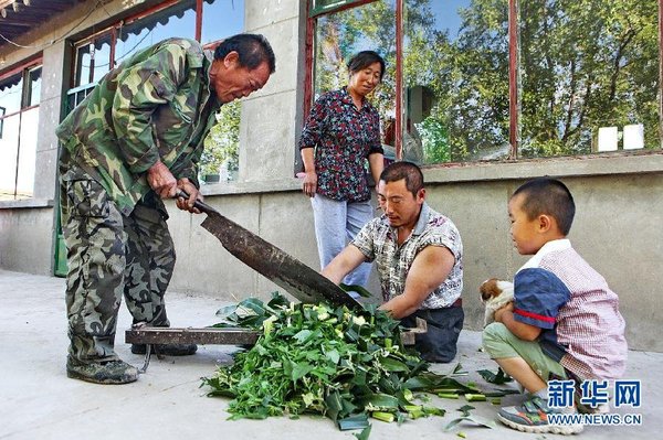 　7月14日，王晓兵（右二）和父亲一起给羊铡草。