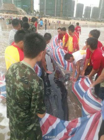 经过两个多小时努力，终于将它送回了大海