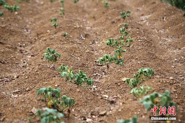 河南遭遇严重干旱 74万人吃水难3