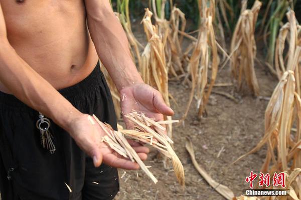 河南遭遇严重干旱 74万人吃水难5