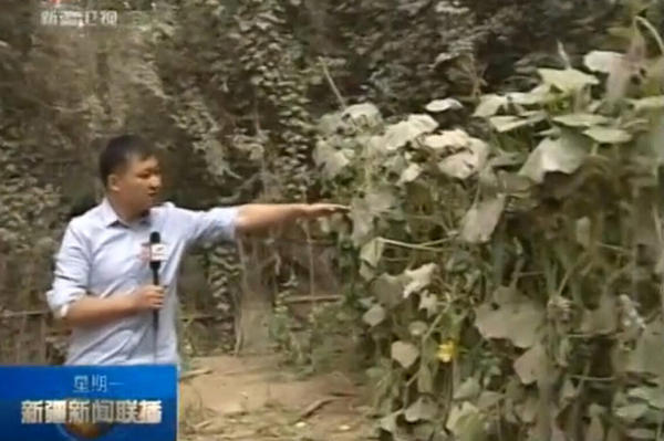 记者展示当时警察躲在距离房屋只有几米远的果园里伏击