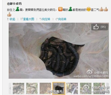 广东女子在公园放生五步蛇眼镜蛇等多条毒蛇6