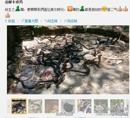 广东女子在公园放生五步蛇眼镜蛇等多条毒蛇8