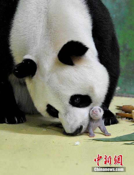 熊猫三胞胎2
