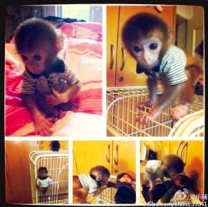 网络销售日本石猴实为猕猴幼仔-属国家二级保护动物5
