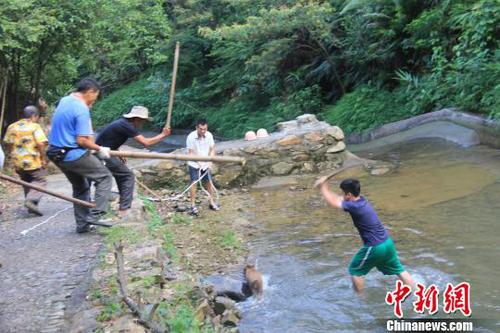 广东三水九道山25日发生一件趣事，一头山猪误入漂流河道引发了“人猪大战”。　张良玉　摄