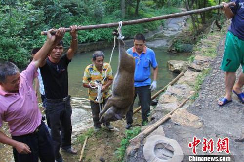 　广东三水九道山25日发生一件趣事，一头山猪误入漂流河道引发了“人猪大战”。　张良玉　摄