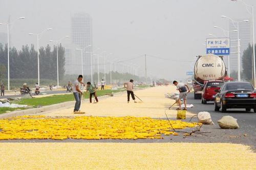 　图为公路两侧铺满玉米，车辆缓慢通过。