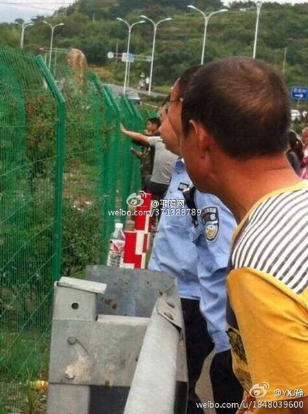 吃野猪
