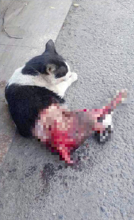 小猫惨遭活剥-救助中心全城寻找虐猫人2