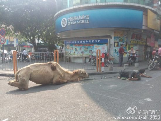 广州佛山大沥环运成惊现骆驼乞讨。 广州佛山大沥环运成惊现骆驼乞讨。