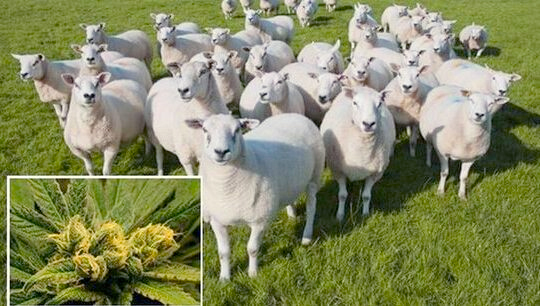 英国羊群误食大麻集体傻笑：脸都笑歪了2