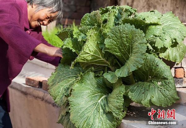 巨无霸白菜2